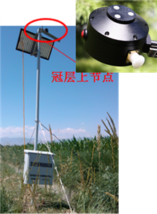 LAINet叶面积指数